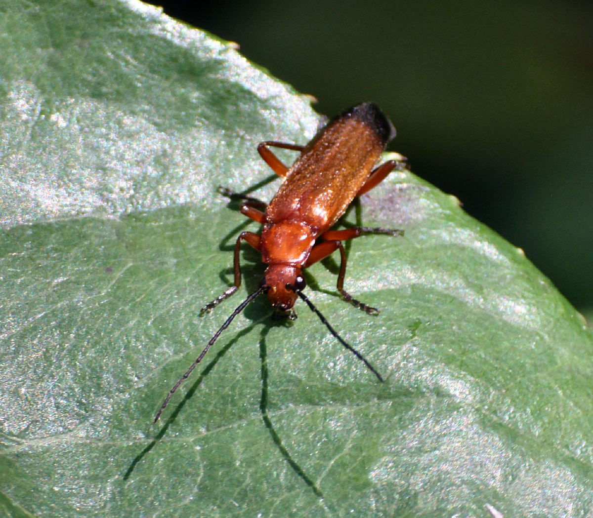 Rhagonycha fulva